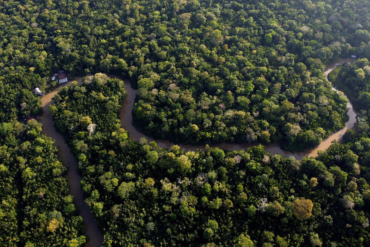 Forest lines the Combu creek on Combu Island, banks of the Guama River, near Belém, Pará, Brazil